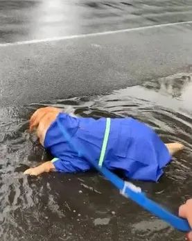 给狗狗穿雨衣散步，铲屎官傻眼了：还不如不穿！