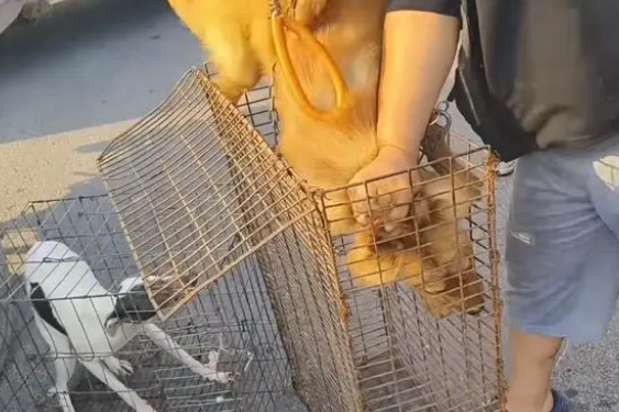 面对350块,狗主亲自把躲进车底的小狗拽出,狗贩:听人劝吃饱饭