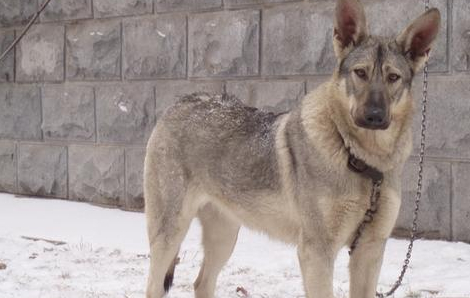 二战中专门克制日本狼青的本土犬，被人们誉为“犬种封喉王”！