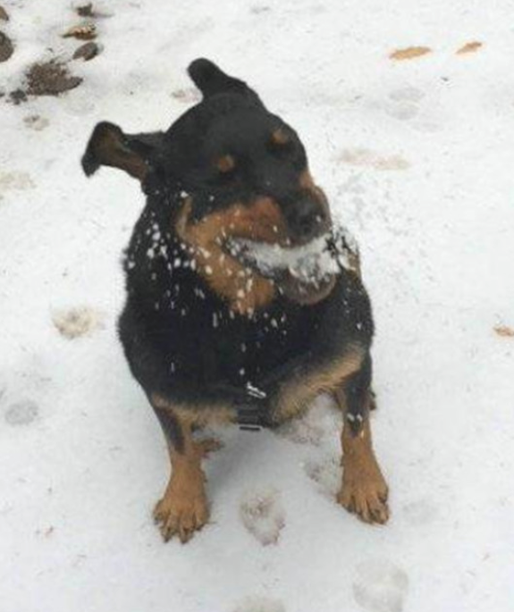 带狗去雪地训炼，刚朝狗扔了个雪球，就被它成功抓住