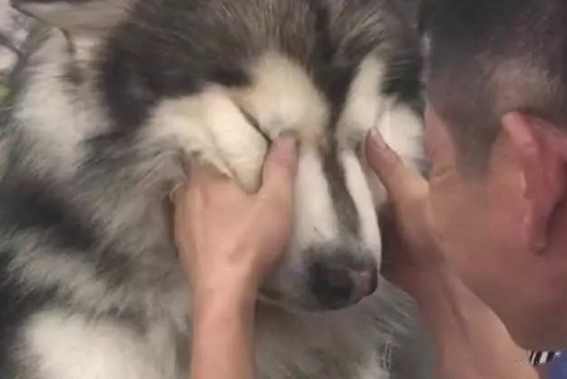 一百多斤大狗被吉娃娃吼,哭的像小孩子,主人哄到一半笑出眼泪说话