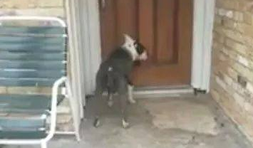 狗狗被弃养抓门狂哭，主人泼水驱赶，看完泪奔……