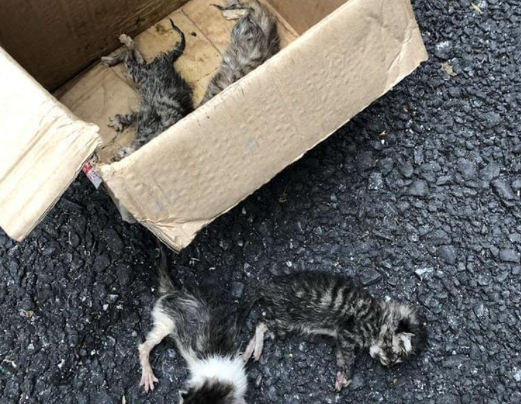 狗狗连续2天捡回小奶猫，主人无奈了：再捡你就自己养