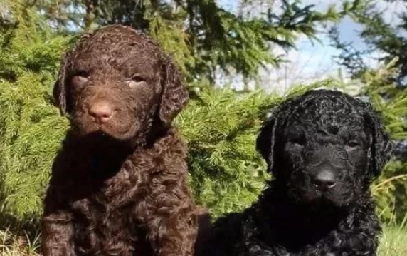 美国境内，斗犬比特已经过时，一种羊头狗身的猛犬，已成第一猛犬