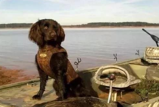 美国境内，斗犬比特已经过时，一种羊头狗身的猛犬，已成第一猛犬