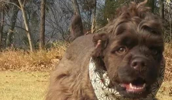 美国境内，斗犬比特已经过时，一种羊头狗身的猛犬，已成第一猛犬