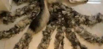 女子意外发现狗狗长出九条尾巴，尖叫：妖怪