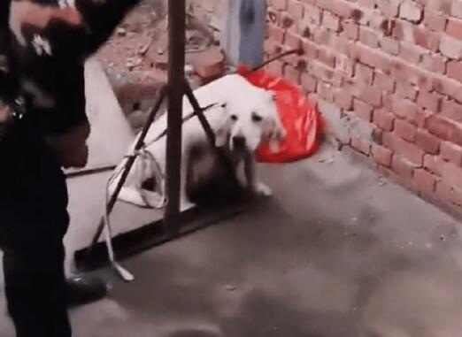 怀孕拉布拉多被卖狗肉馆,获救后,感恩狗狗格外小心地照顾着新生小狗
