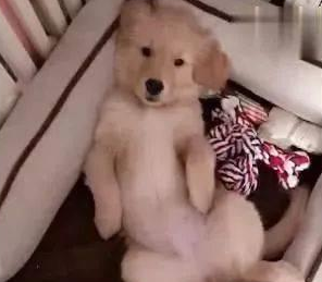 网购了一只金毛犬，快递到家时主人笑出鼻涕