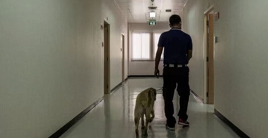 泰国等地的狗狗正在接受训练,以嗅出人体内的新冠病毒,目前效果令人印象深刻