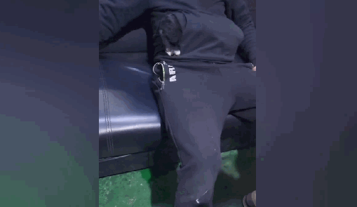 小黑狗怕冷,钻进主人的衣服口袋,狗:暖暖的……