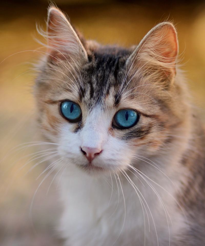 美国刚毛猫品种介绍,美国刚毛猫品种介绍图片
