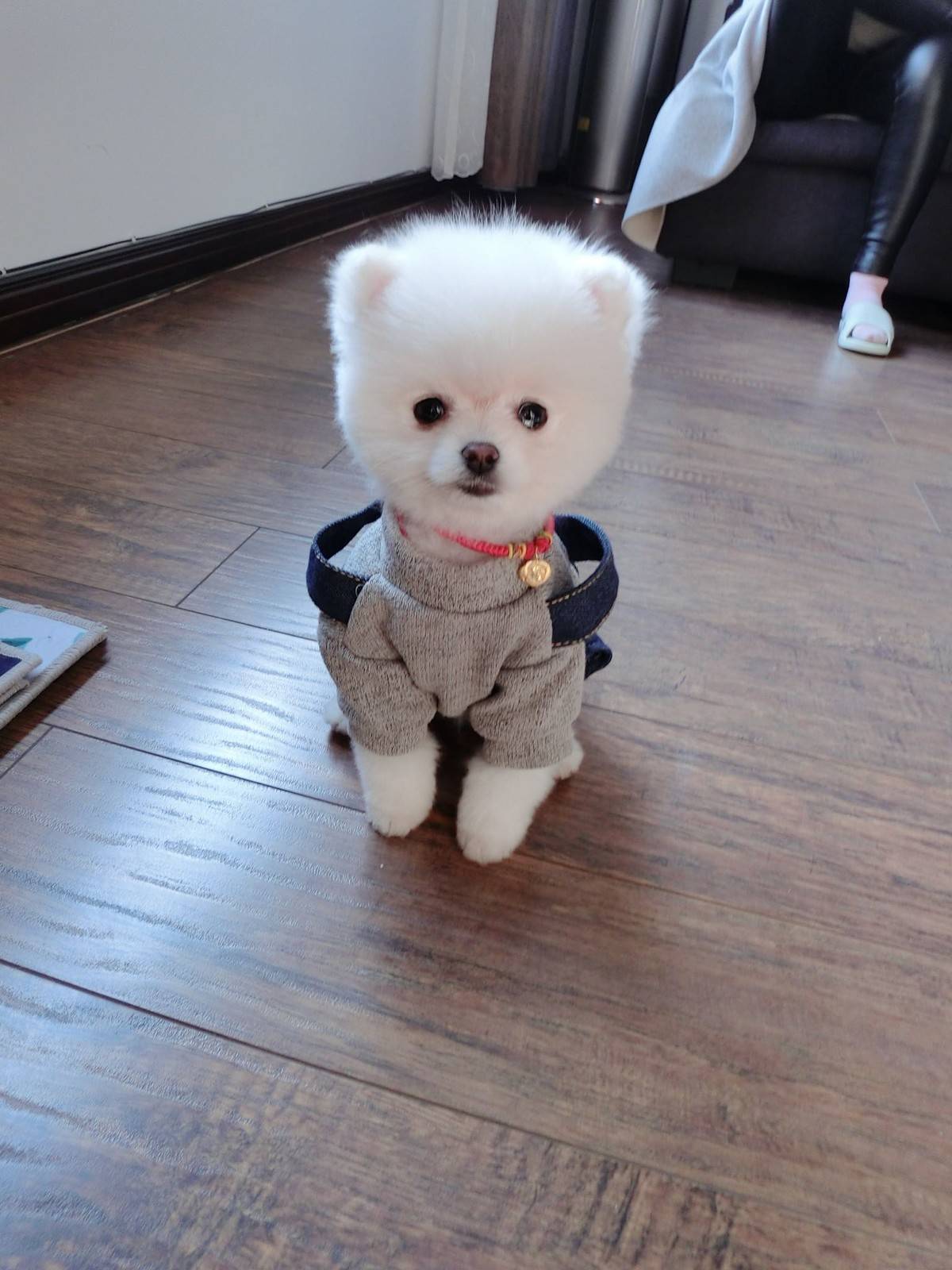 博美