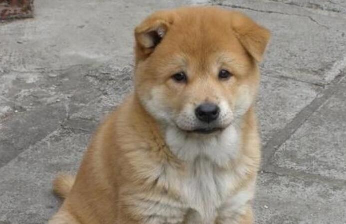 遛狗不牵绳!金毛撞坏兰博基尼,狗主人狮子大开口要赔偿