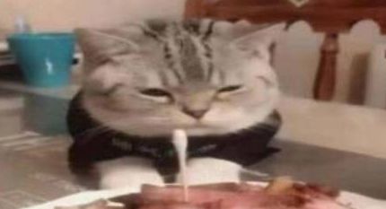 猫咪看着五花肉蛋糕发愁，难道猫生就此结束？“我怕是条狗吧”