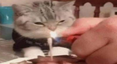 猫咪看着五花肉蛋糕发愁，难道猫生就此结束？“我怕是条狗吧”