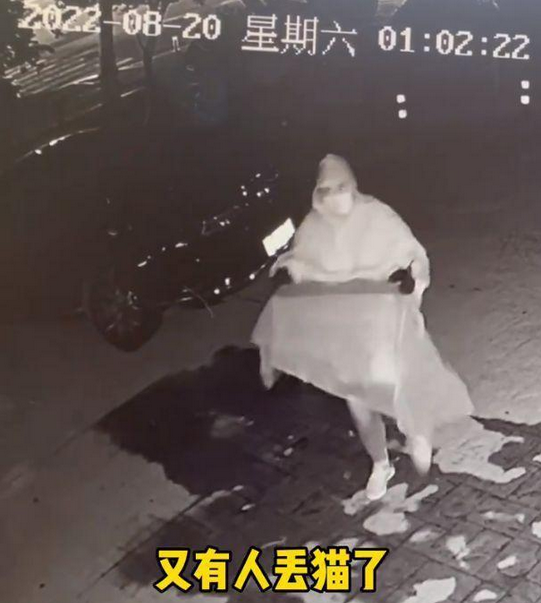 爱心网红靠流浪狗得百万打赏，猫德学院濒临破产，宠物经济真奇怪