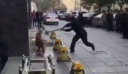 长沙芙蓉路咬人金毛被民警用木棒打死虐狗事件，官方辟谣事件全过程