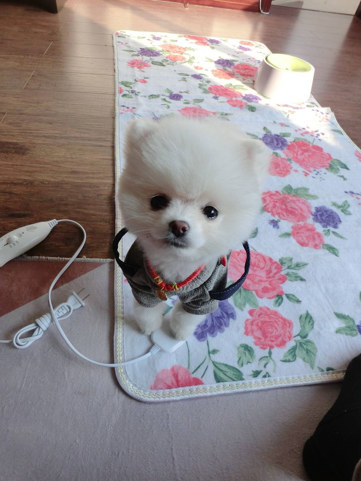 博美小宝宝