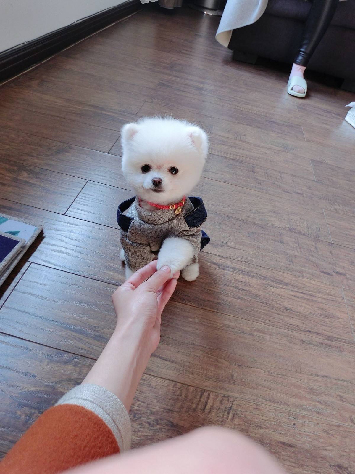 博美小宝宝