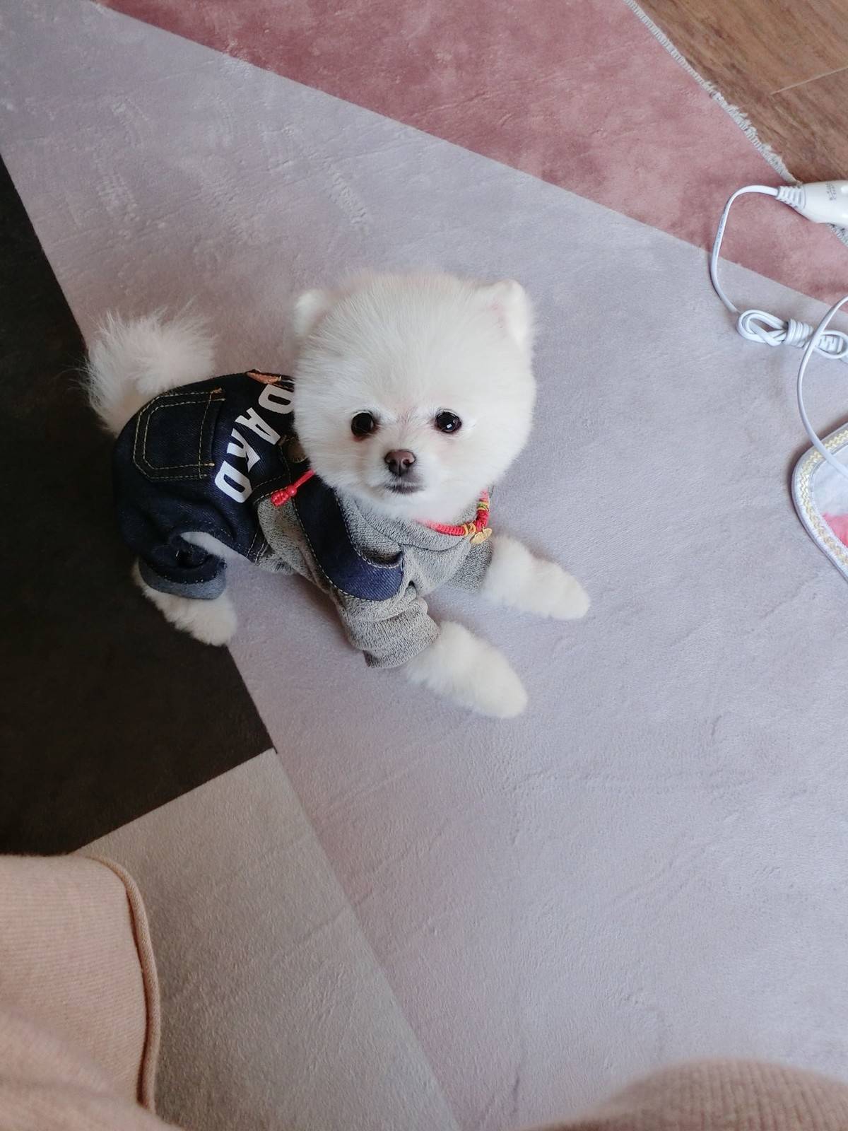 博美小宝宝