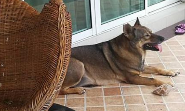 家犬越来越胖,主人偷偷跟踪,发现它竟冒充流浪狗骗吃骗喝