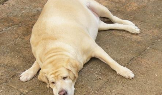 家犬越来越胖，主人偷偷跟踪，发现它竟冒充流浪狗骗吃骗喝
