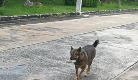 家犬越来越胖,主人偷偷跟踪,发现它竟冒充流浪狗骗吃骗喝