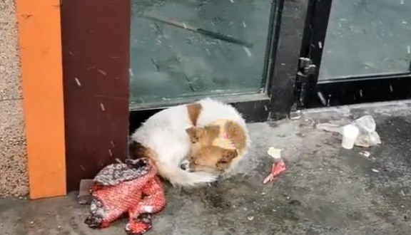 被主人抛弃在寒冬中的狗狗，在雪中瑟瑟发抖，日复一日等主人回家