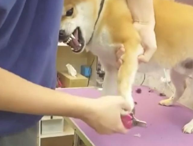 小宠物界奥斯卡最佳男艺人！授于连牙全是戏的柴犬，当之无愧！
