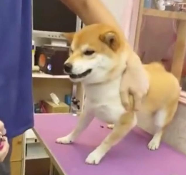 小宠物界奥斯卡最佳男艺人！授于连牙全是戏的柴犬，当之无愧！