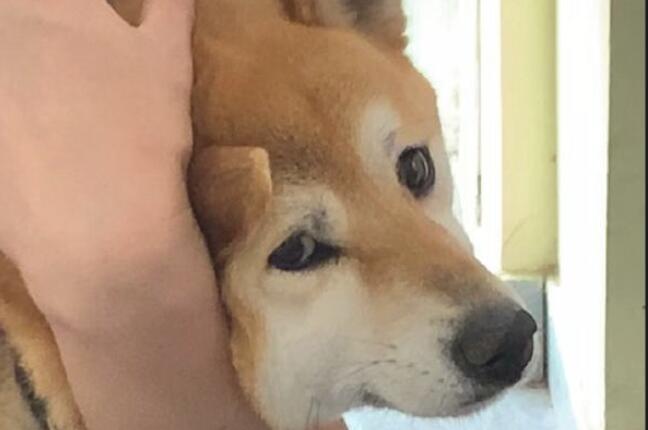 主人家为避免柴犬害怕，给它打针时蒙到了双眼