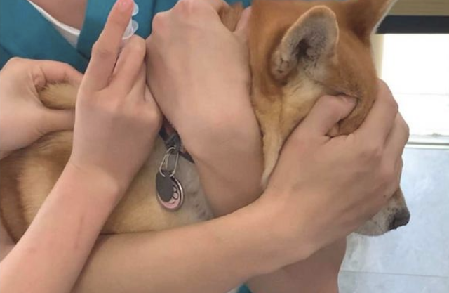 主人家为避免柴犬害怕，给它打针时蒙到了双眼