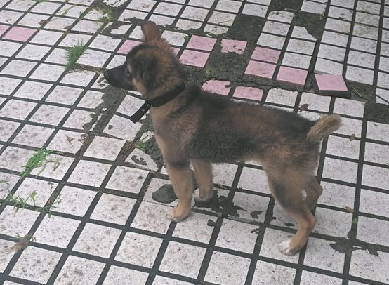 网友捡了一只小狗，它心理状态非常好，每日全是笑嘻嘻的情况