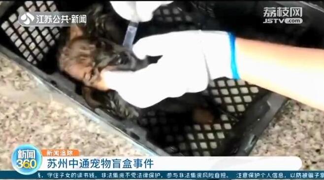 痛心！百余只宠物盲盒被遗弃街头，有猫有狗都在惨叫！