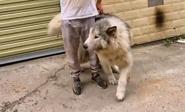 因偷吃鸭子，险被打死的阿拉斯加犬，靠近后发现原来它是如此温顺