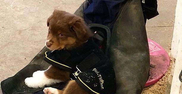 自打和马儿变成好朋友，牧羊犬每天都能享有马式推拿，这波赚了