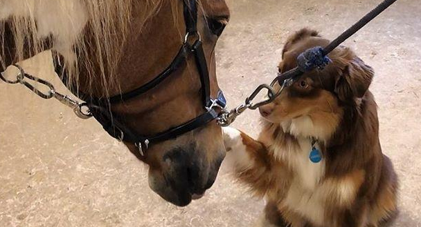 自打和马儿变成好朋友，牧羊犬每天都能享有马式推拿，这波赚了