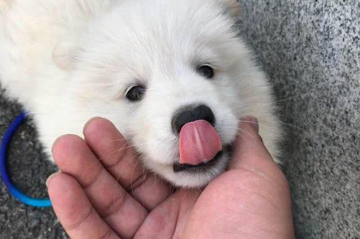 网友求助：都说萨摩耶犬是撒手没，为什么我家的是撒不开手？