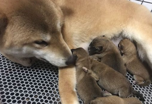 昨天夜里柴犬生了5只小奶狗，早上它看到主人后一直傻笑
