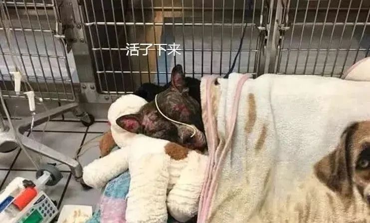 狗狗患病被绑在栏杆上焚烧，幸得好心人帮助最终获救