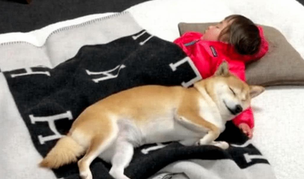 女主让柴犬喊女儿起床，半小时后还没下来，上前一看偷偷拿起棍子