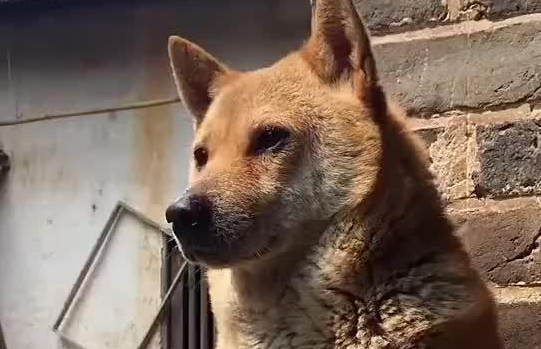 中国人，你凭什么看不起中国土狗？