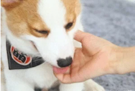 柯基犬的“基因”有多强大网友永远都摆脱不了的小短腿