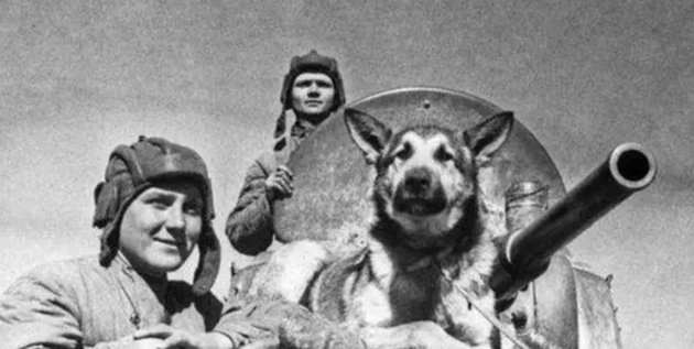 1950年二战军犬偶遇杀害主人的凶手，上前咬死凶手后，结局如何