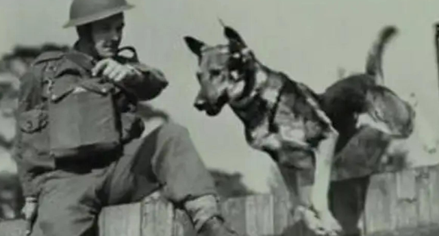1950年二战军犬偶遇杀害主人的凶手，上前咬死凶手后，结局如何