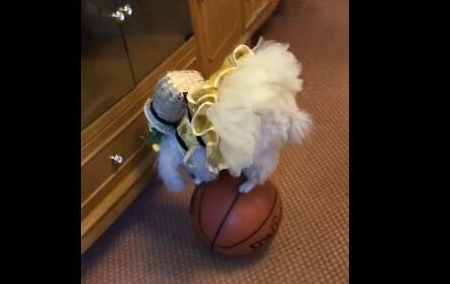 狗狗在球上耍杂技表演，身上还有一个蒌子，这是怎么回事？