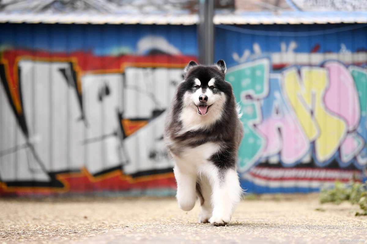 狂犬病毒致死率近百，被感染后怎么办？打疫苗前，建议先做这件事