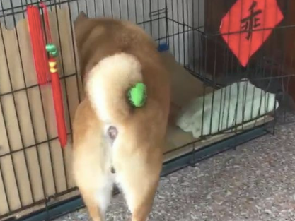 主人把玩具偷放到柴犬的小尾巴上，它还四处去找：刚刚仍在这的啊！