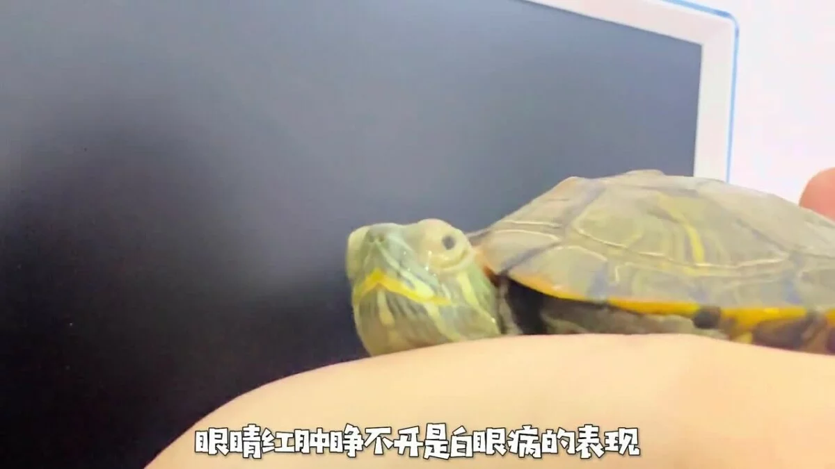 乌龟生病的预兆:如何判断乌龟是否生病了?